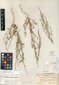 Herbarium sheet of 